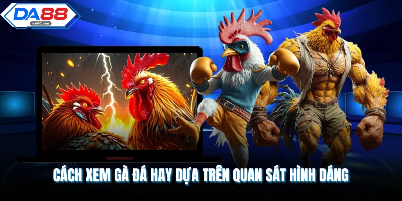 Cách Xem Gà Đá Hay - Nghệ Thuật Chọn Chiến Kê Bất Bại Cho Sư Kê