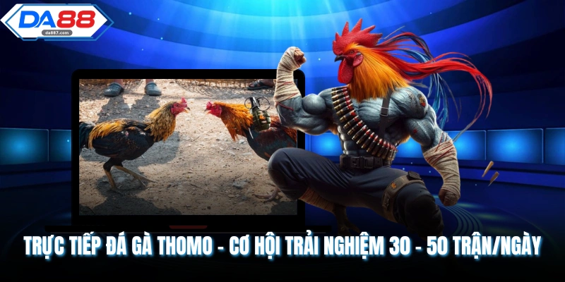 Trực Tiếp Đá Gà Thomo - Cơ Hội Trải Nghiệm 30 - 50 Trận/Ngày